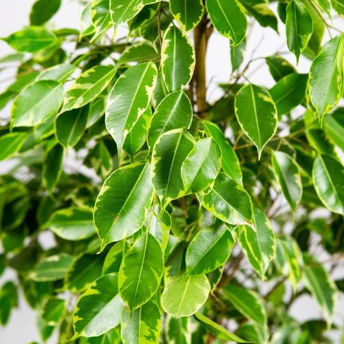 Фикус Бенджамина Голден Кинг Ficus benjamina Golden King 145/27 (Н)