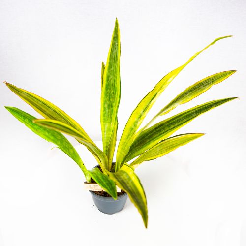 Сансевиерия аубритиана микс Sansevieria aubrytiana mix 50/14