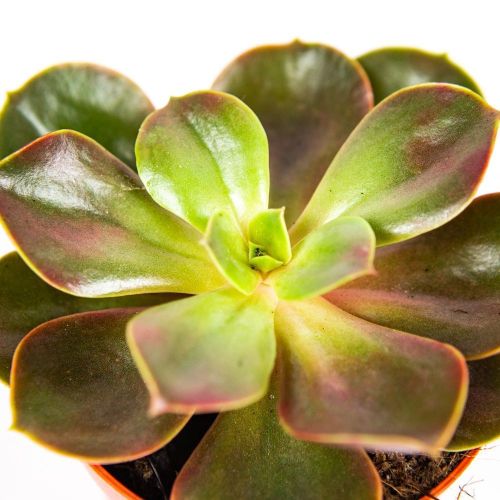 Эхеверия Меджик Echeveria Magic микс 15/8,5