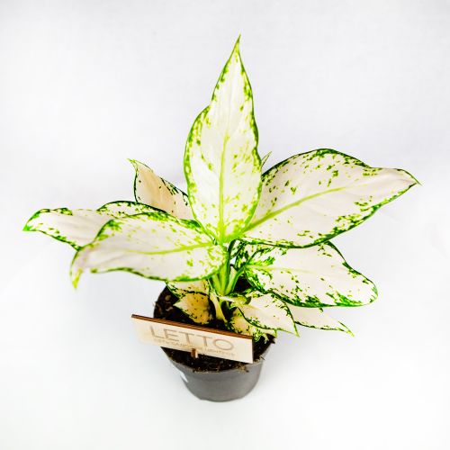 Аглаонема Ванилла Бэби Aglaonema Vanilla Baby 35/12 (Н)