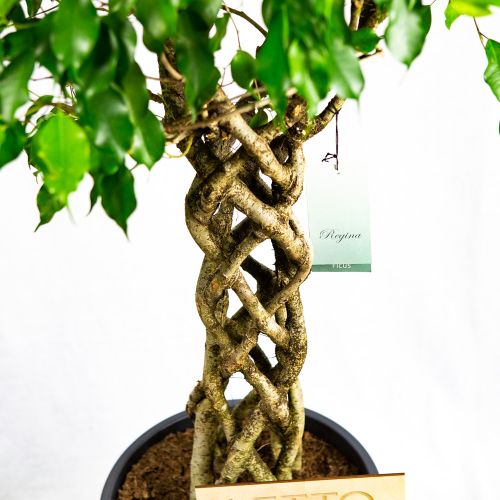 Фикус Бенджамина Экзотика труба Ficus benjamina Exotica tube 130/31 (Н)