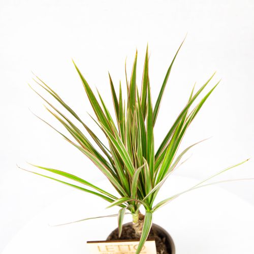 Драцена Биколор на штамбе 15 см Dracaena Bicolor 15 cm stem 40/12