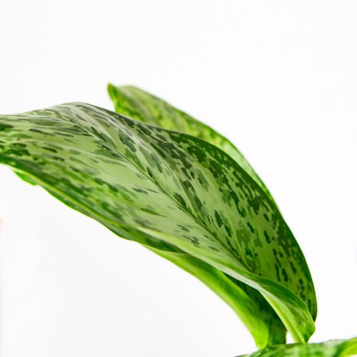 Аглаонема Гринлайт Aglaonema Greenlight 55/17 (Н)