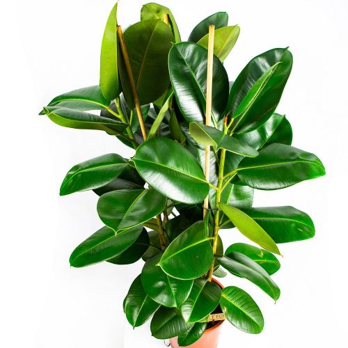 Фикус каучуконосный Робуста 3 ствола Ficus elastica Robusta 3 pp 115/27