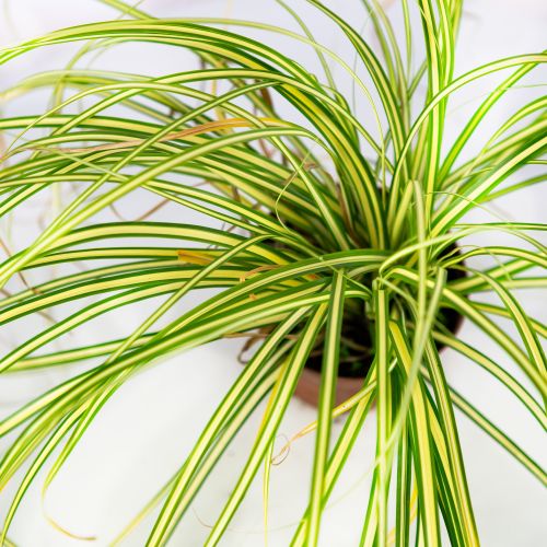 Осока охименская Эверголд Carex ochimensis Evergold Р9 (Н)