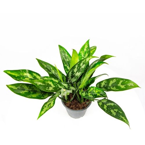 Аглаонема Мария Aglaonema Maria 30/12 (Н)