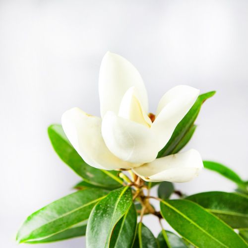 Магнолия крупноцветковая Альта 80/100 Magnolia grandiflora Alta 10л (Н)