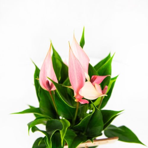 Антуриум Андре Лилли Anthurium andraeanum Lilli 3+ 30/10 (Н)