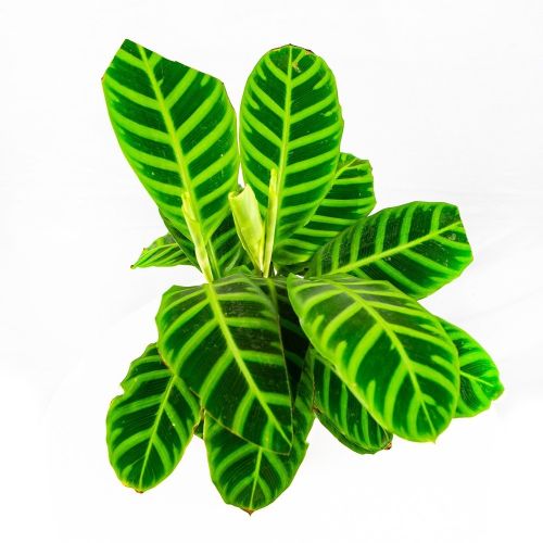 Калатея полосатая Calathea zebrina 40/14 (Н)