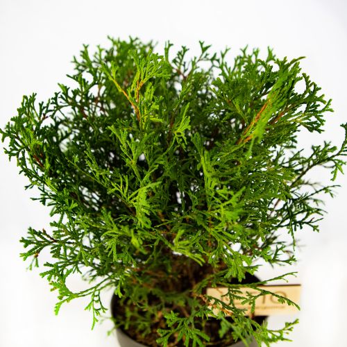 Туя западная Тини Тим Thuja occidentalis Tiny Tim 1л (Н)