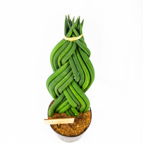 Сансевиерия цилиндрическая коса Sansevieria cylindrica braid 55/17 (Н)