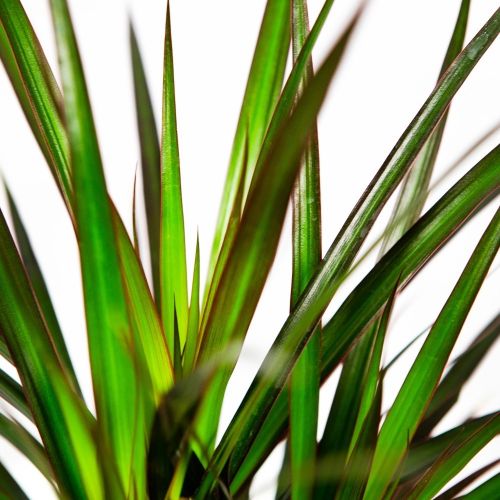 Драцена маргината Маджента Dracaena magenta 1рр /15 (Н)