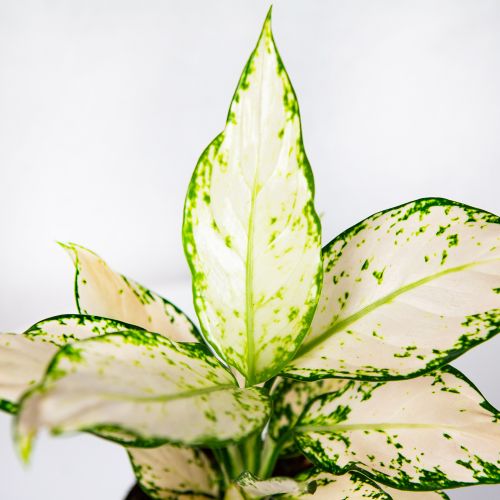 Аглаонема Ванилла Бэби Aglaonema Vanilla Baby 35/12 (Н)