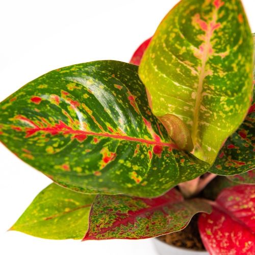 Аглаонема Ред Спринклс Aglaonema Red Sprinkles 45/12 (Н)