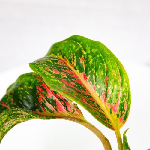 Аглаонема Aglaonema Lychee Red 45/12 (Н)