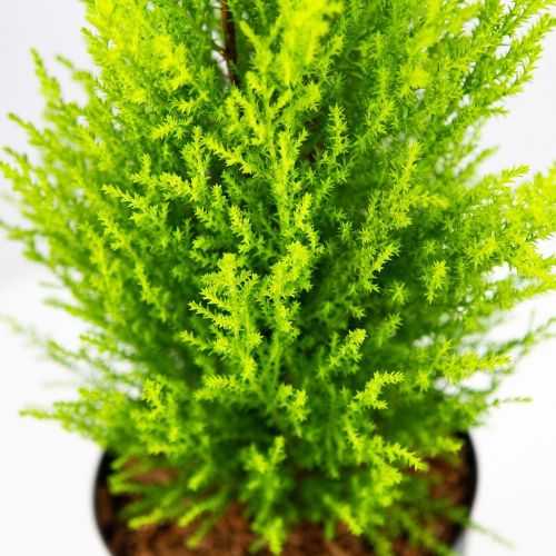 Кипарис крупноплодный Goldcrest Wilma 50/14 Cupressus macrocarpa Goldcrest Wilma (Н)