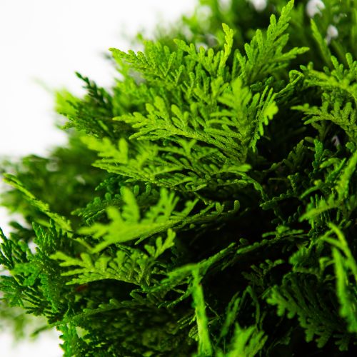 Туя западная Даника Голд Thuja occidentalis Danica Gold 10л (ЗК)