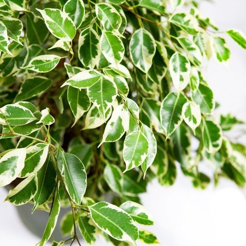 Фикус Бенджамина Старлайт Ficus benjamina Starlight 130/27 (Н)