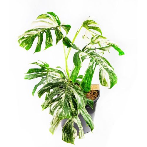 Монстера деликатесная Monstera deliciosa Variegata 60/30 (Н)