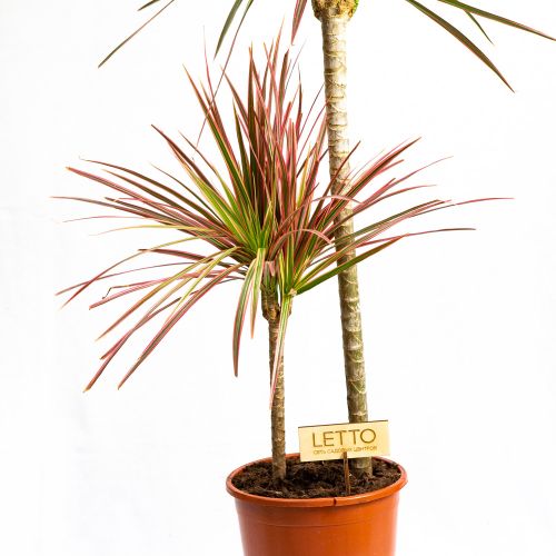 Драцена Колорама Dracaena Colorama 60-30-15 110/21