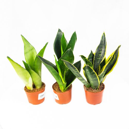 Сансевиерия Sansevieria /11