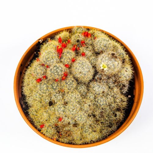 Кактус микс в чаше Cactus mix in bowl 20/19