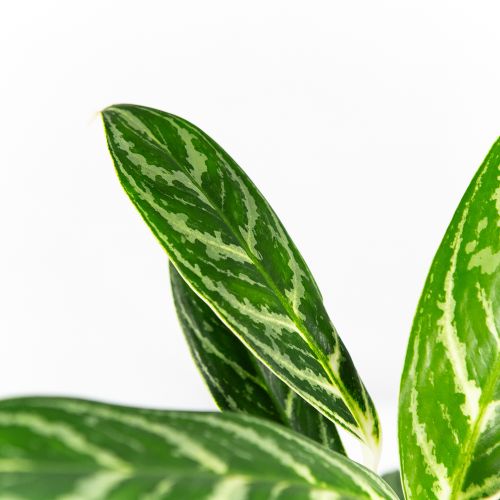 Аглаонема Айви Грин Aglaonema Ivy Green 35/12 (Н)