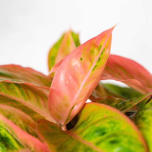 Аглаонема Сальмон Фэнтези Aglaonema Salmon Fantasy 40/19