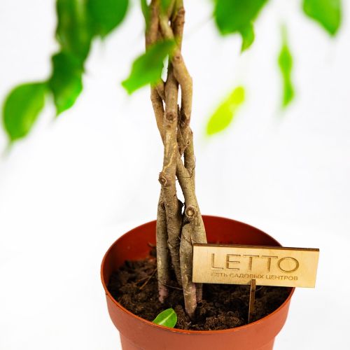 Фикус Бенджамина Ficus Be Adora Twisted Stem 65/17 (Н)