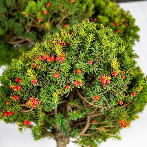 Тис остроконечный БОНСАЙ с90 Taxus cuspidata BONSAI (Н)