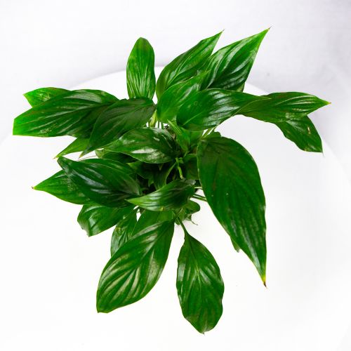 Спатифиллум Беллини Spathiphyllum Bellini 8+40/13 (Н)