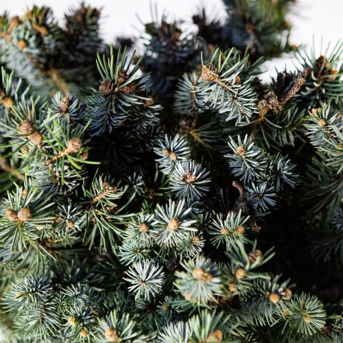 Ель колючая Glauca Globosa 1/4 ШТАМБ с20 Picea pungens Glauca Globosa (И)