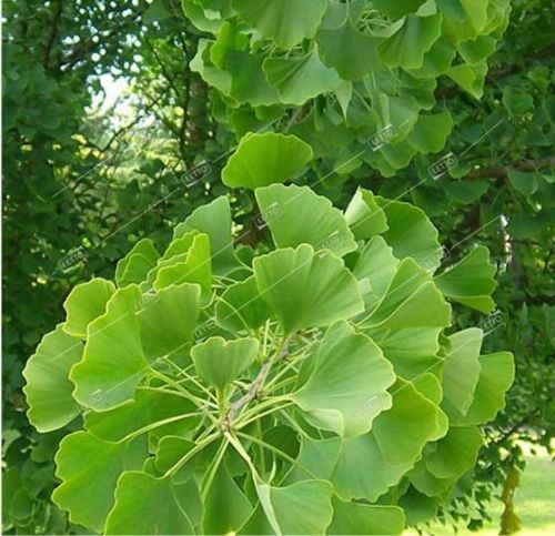 Гинкго двулопастный Фастигиата Благон 80/100 Ginkgo biloba Fastigiata Blagon 15л (Н)