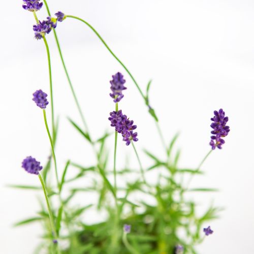 Лаванда узколистная Хидкот Lavandula angustifolia Hidcote /10