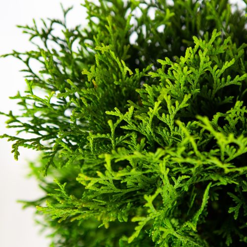 Туя западная Хосери Thuja occidentalis Hoseri 10л (ЗК)