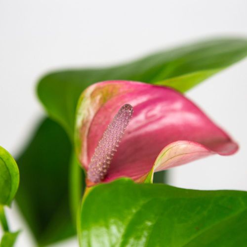 Антуриум Андре Карма Джоли Дуо Anthurium andraeanum Karma Joli Duo 5+ 43/12 (Н)