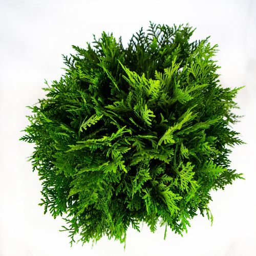 Туя западная Даника Голд Thuja occidentalis Danica Gold 10л (ЗК)