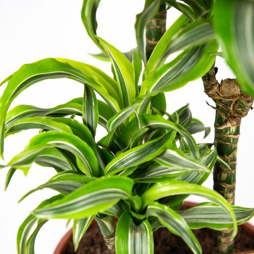 Драцена Лемон Сюрпрайз Dracaena Lemon Surprise 60-30-15 105/21