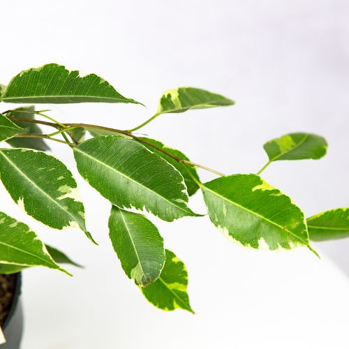 Фикус Бенджамина Голден Кинг Ficus benjamina Golden King 65/17 (Н)