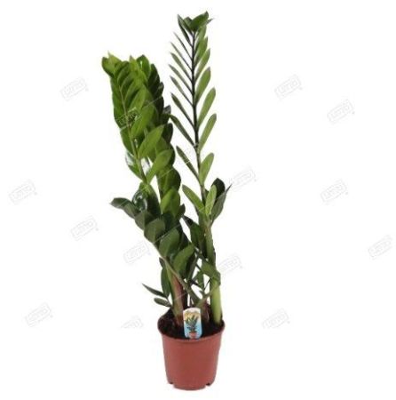 Замиокулькас Zamioculcas 2+ 50/12