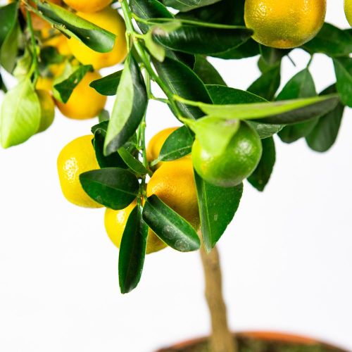 Цитрус каламондин на штамбе Citrus calamondin on stem 80/21