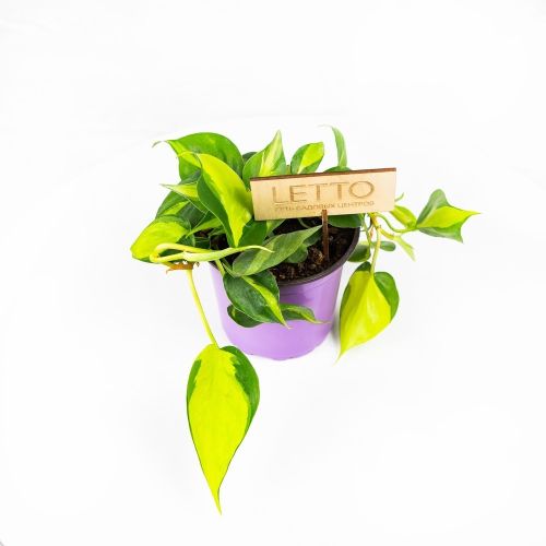 Филодендрон лазящий Filodendron scandens d13