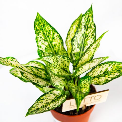 Аглаонема Фест Даймонд Aglaonema First Diamond 35/12