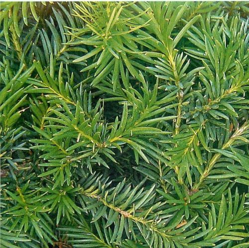 Тис ягодный Репанденс Taxus baccata Repandens 2л/3л (Н)