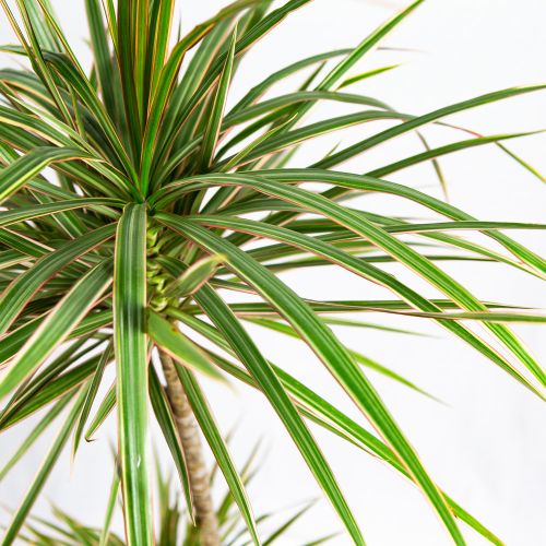 Драцена Биколор Dracaena Bicolor 45-15 100/19 (Н)