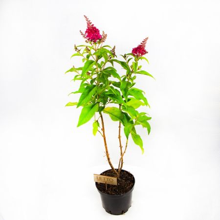 Буддлея Buddlejeae /17