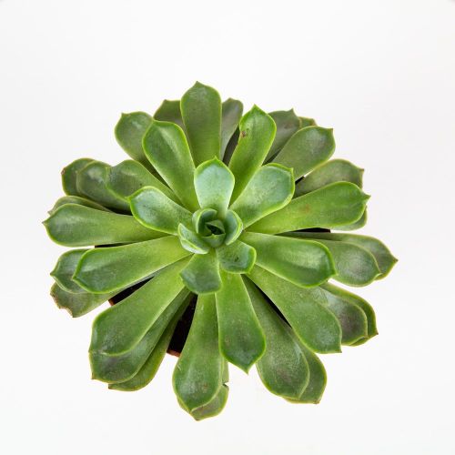 Эхеверия микс Echeveria mix 15/10,5