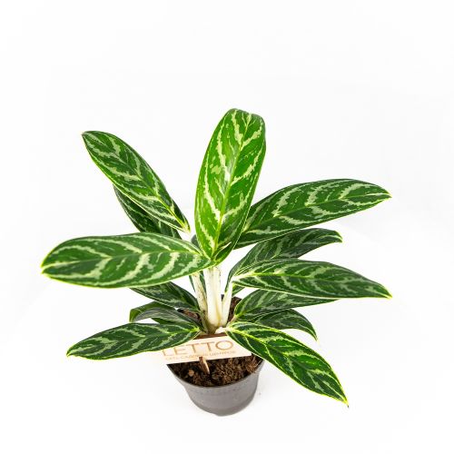 Аглаонема Айви Грин Aglaonema Ivy Green 35/12 (Н)