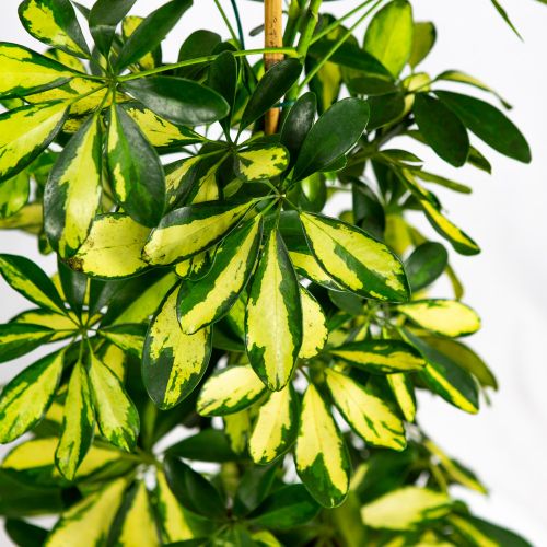 Шеффлера древесная Далтон Schefflera arboricola Dalton 105/21