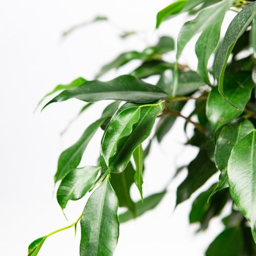 Фикус Бенджамина Даниэль Ficus benjamina Danielle 70/17